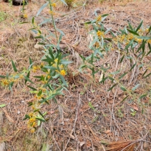 Daviesia mimosoides subsp. mimosoides at Isaacs, ACT - 2 Nov 2022