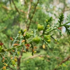 Cupressus arizonica (Arizona Cypress) at Isaacs Ridge and Nearby - 2 Nov 2022 by Mike