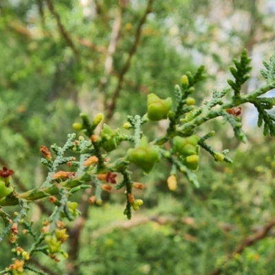 Hesperocyparis arizonica (Arizona Cypress) at Jerrabomberra, ACT - 2 Nov 2022 by Mike