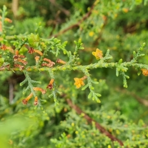 Cupressus arizonica at Jerrabomberra, ACT - 2 Nov 2022