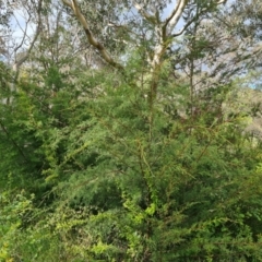 Cupressus arizonica at Jerrabomberra, ACT - 2 Nov 2022