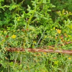 Cupressus arizonica at Jerrabomberra, ACT - 2 Nov 2022