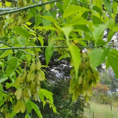 Acer negundo (Box Elder) at Isaacs Ridge - 2 Nov 2022 by Mike