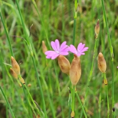 Petrorhagia nanteuilii (Proliferous Pink, Childling Pink) at Wanniassa Hill - 2 Nov 2022 by Mike