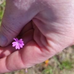 Petrorhagia nanteuilii (Proliferous Pink, Childling Pink) at Bungendore, NSW - 2 Nov 2022 by clarehoneydove