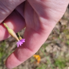 Petrorhagia nanteuilii at Bungendore, NSW - 2 Nov 2022