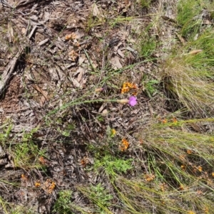 Petrorhagia nanteuilii at Bungendore, NSW - 2 Nov 2022