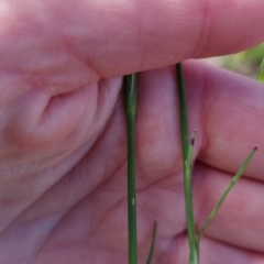 Petrorhagia nanteuilii at Bungendore, NSW - 2 Nov 2022 04:05 PM