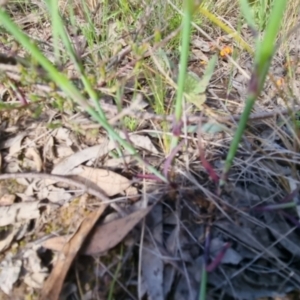 Petrorhagia nanteuilii at Bungendore, NSW - 2 Nov 2022