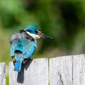 Todiramphus sanctus at Palmerston, ACT - suppressed