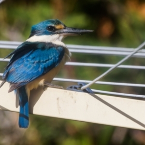 Todiramphus sanctus at Palmerston, ACT - 2 Nov 2022