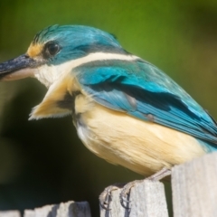 Todiramphus sanctus at Palmerston, ACT - suppressed