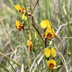 Diuris semilunulata (Late Leopard Orchid) at Mount Taylor - 2 Nov 2022 by Cathy_Katie