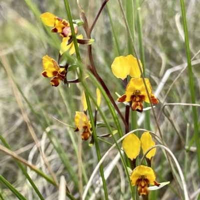 Diuris semilunulata (Late Leopard Orchid) at Mount Taylor - 2 Nov 2022 by Cathy_Katie