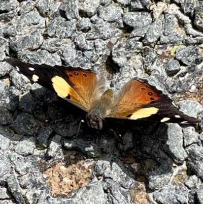 Vanessa itea (Yellow Admiral) at Mount Taylor - 2 Nov 2022 by Cathy_Katie