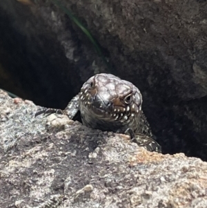 Egernia cunninghami at Pearce, ACT - 2 Nov 2022