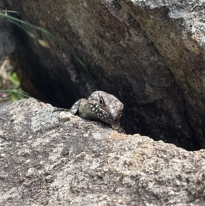 Egernia cunninghami at Pearce, ACT - 2 Nov 2022