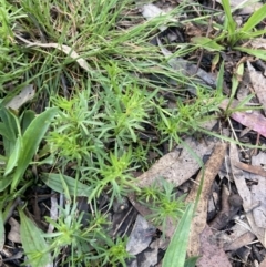 Haloragis heterophylla (Variable Raspwort) at Higgins Woodland - 2 Nov 2022 by MattM