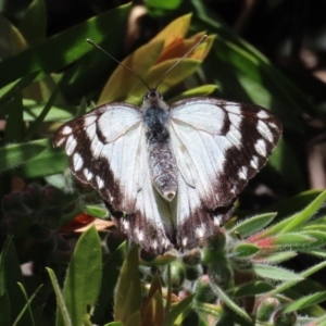 Belenois java at Theodore, ACT - 2 Nov 2022