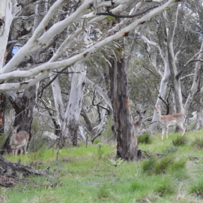 Dama dama (Fallow Deer) at Jindabyne, NSW - 31 Oct 2022 by HelenCross