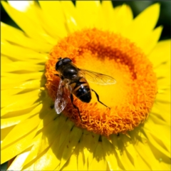 Eristalis tenax (Drone fly) at Holt, ACT - 2 Nov 2022 by Margo