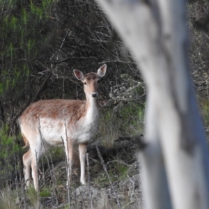 Dama dama at Jindabyne, NSW - suppressed