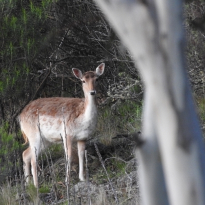 Dama dama (Fallow Deer) at Jindabyne, NSW - 2 Nov 2022 by HelenCross