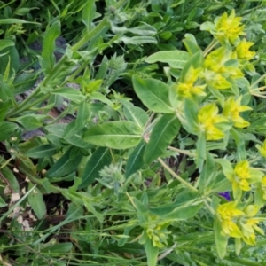 Euphorbia oblongata at Bungendore, NSW - 2 Nov 2022