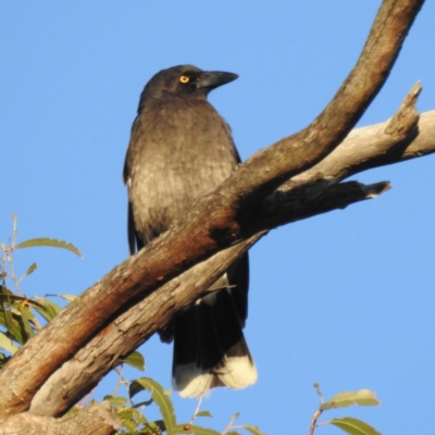 Strepera graculina (Pied Currawong) at Jindabyne, NSW - 2 Nov 2022 by HelenCross