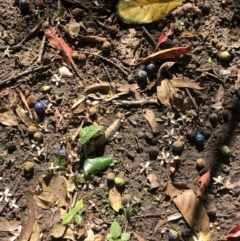 Elaeocarpus sp. (A Blueberry Ash) at Brisbane City Botanic Gardens - 1 Nov 2022 by Topknot