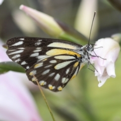 Belenois java (Caper White) at Higgins, ACT - 1 Nov 2022 by AlisonMilton