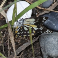 Belenois java at Higgins, ACT - 1 Nov 2022 01:19 PM