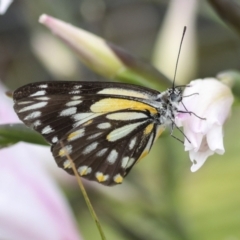 Belenois java at Higgins, ACT - 1 Nov 2022 01:19 PM