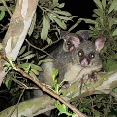 Trichosurus vulpecula at Kambah, ACT - 2 Nov 2022