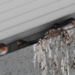 Hirundo neoxena (Welcome Swallow) at Lions Youth Haven - Westwood Farm A.C.T. - 2 Nov 2022 by HelenCross