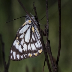Belenois java (Caper White) at Bruce, ACT - 1 Nov 2022 by AlisonMilton
