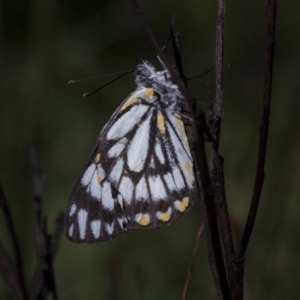 Belenois java at Bruce, ACT - 2 Nov 2022