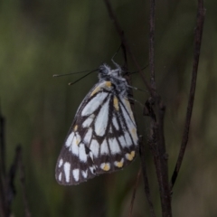 Belenois java at Bruce, ACT - 2 Nov 2022