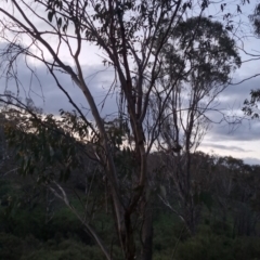 Eucalyptus dives (Broad-leaved Peppermint) at QPRC LGA - 2 Nov 2022 by clarehoneydove