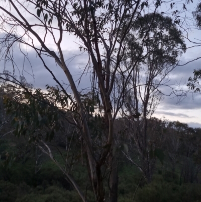 Eucalyptus dives (Broad-leaved Peppermint) at Bungendore, NSW - 2 Nov 2022 by clarehoneydove