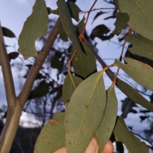 Eucalyptus dives at Bungendore, NSW - 2 Nov 2022 07:39 PM