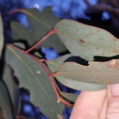 Eucalyptus dives at Bungendore, NSW - 2 Nov 2022 07:39 PM