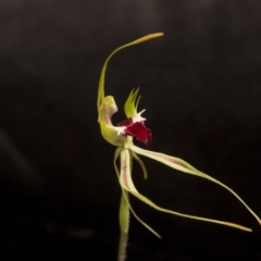Caladenia atrovespa (Green-comb Spider Orchid) at Gossan Hill - 1 Nov 2022 by AlisonMilton