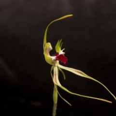 Caladenia atrovespa (Green-comb Spider Orchid) at Bruce, ACT - 2 Nov 2022 by AlisonMilton