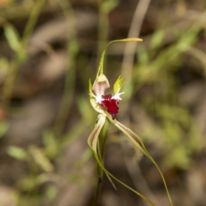 Caladenia atrovespa at Bruce, ACT - suppressed