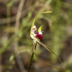 Caladenia atrovespa at Bruce, ACT - suppressed