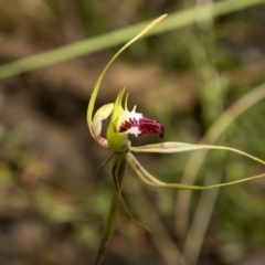 Caladenia atrovespa at Bruce, ACT - suppressed