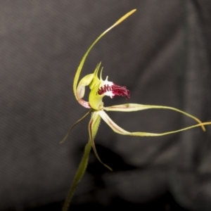 Caladenia atrovespa at Bruce, ACT - suppressed