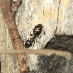 Myrmecorhynchus emeryi (Possum Ant) at Bruce, ACT - 1 Nov 2022 by AlisonMilton