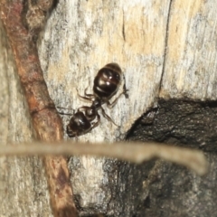 Myrmecorhynchus emeryi at Bruce, ACT - 2 Nov 2022 09:28 AM